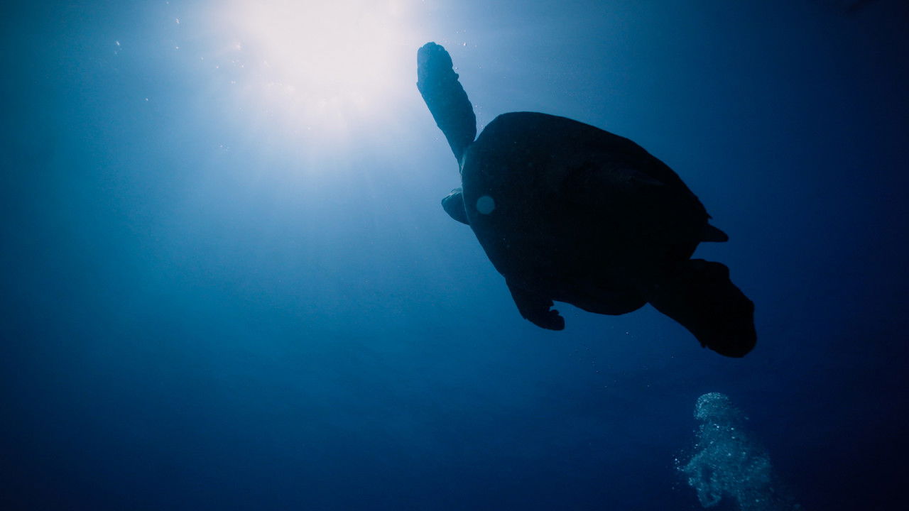 Return: Saving Turtles Movie Screenshot 1